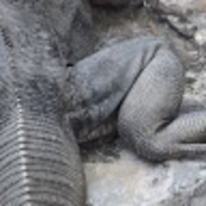 Meet your Posher, Paul